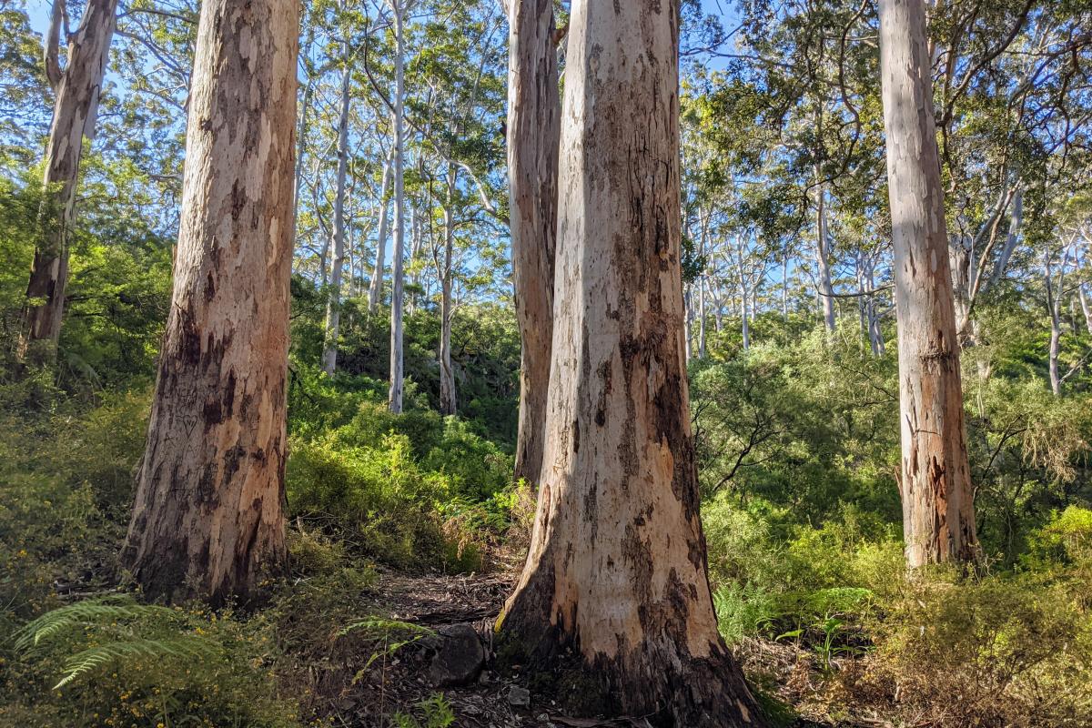 Conservation groups criticise new WA environmental approval reforms