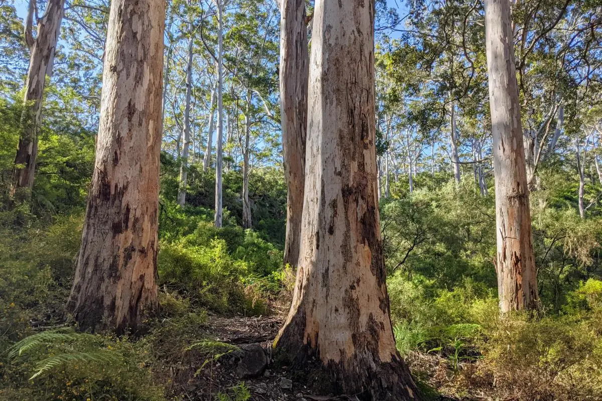 Boranup Forest