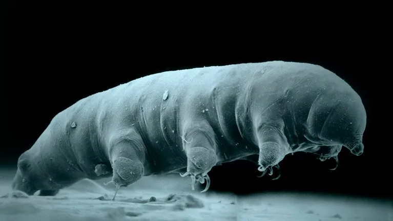 Scanning electron micrograph (composite image) of a tardigrade.