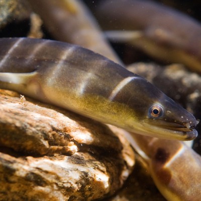 A Trump win could complicate conservation efforts for the American eel in New York