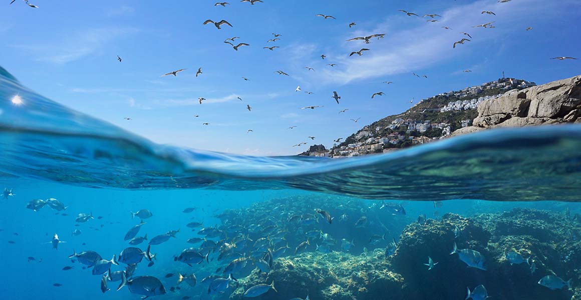 Ocean conservation: How do we look after the largest environment on Earth?