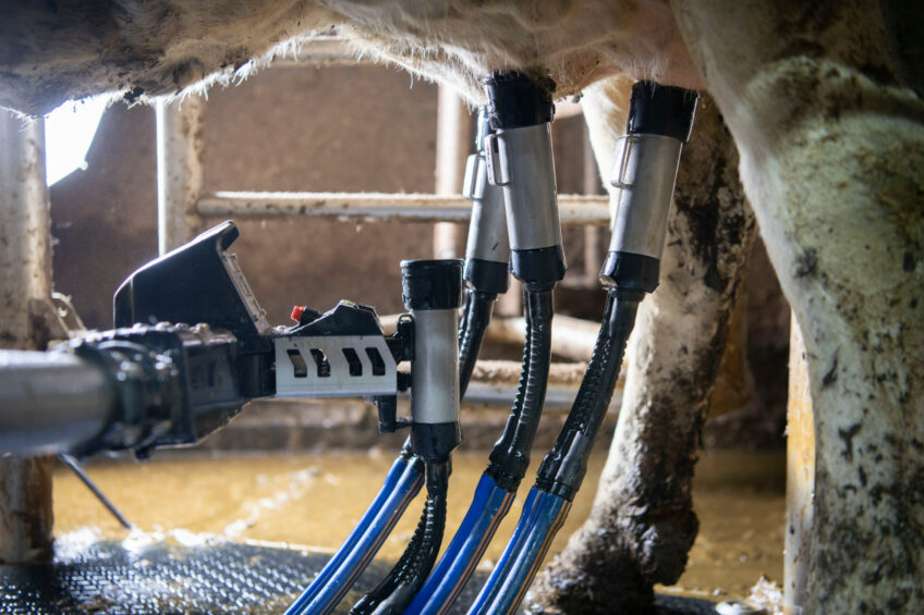 Nutritional management when feeding cows through milking robots