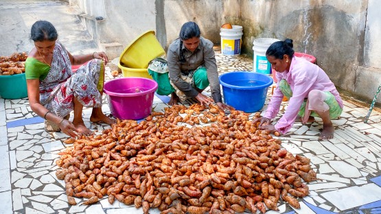 Research boosts potential of biofortification on nutrition policy, intervention