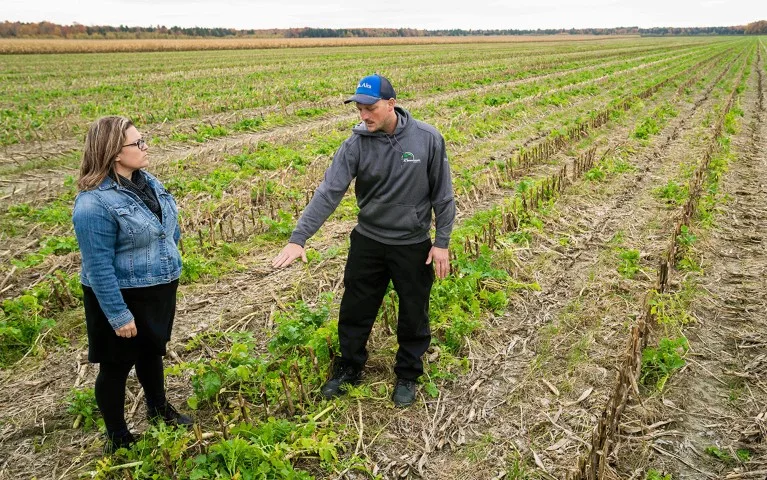 An agronomist and a farmer stand in a corn field where radishes have been planted as a cover crop.