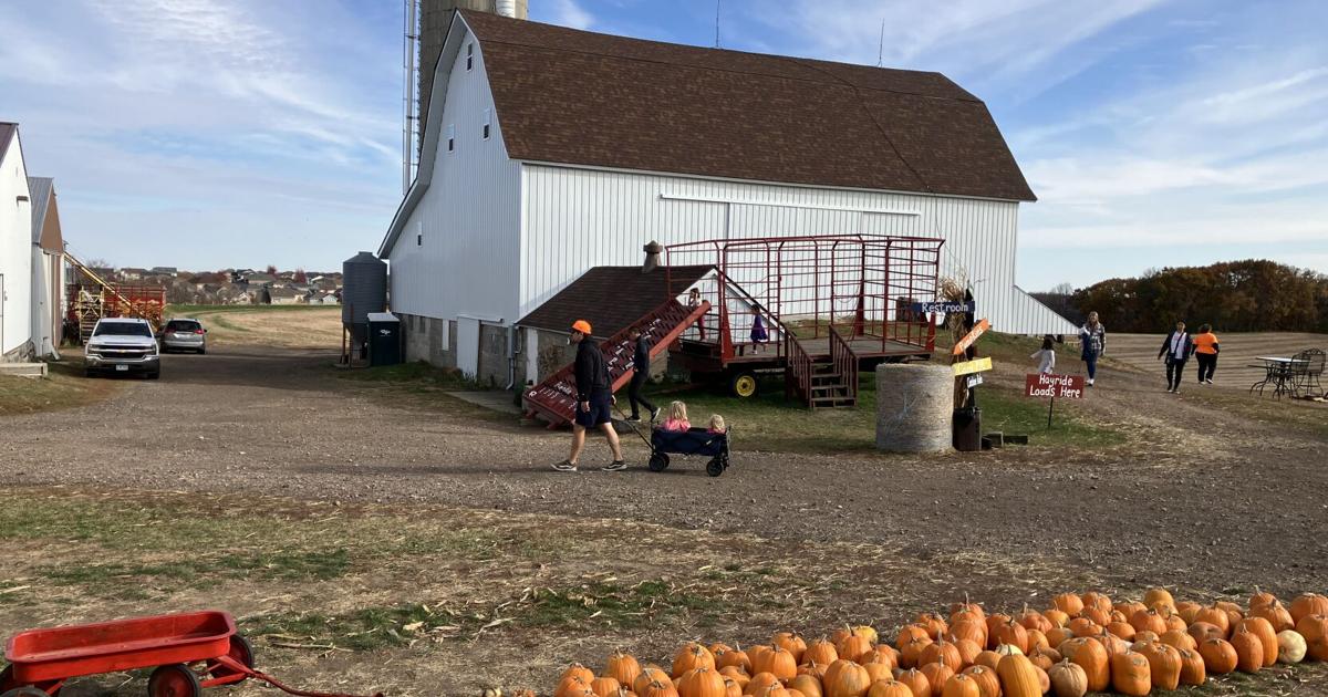 Pumpkins: Great for carving, nutrition, agribusiness