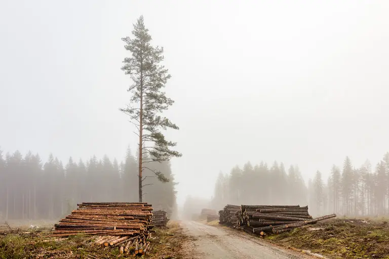 Logging operation in Sweden. Image courtesy of Marcus Westberg.