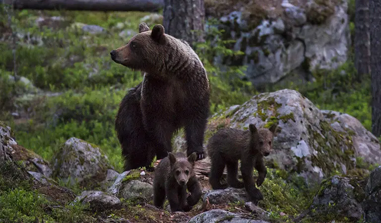 A mother brown bear and her two cubs in the Gästrikland region of Sweden. Image by Roger Borgelid for Mongabay.