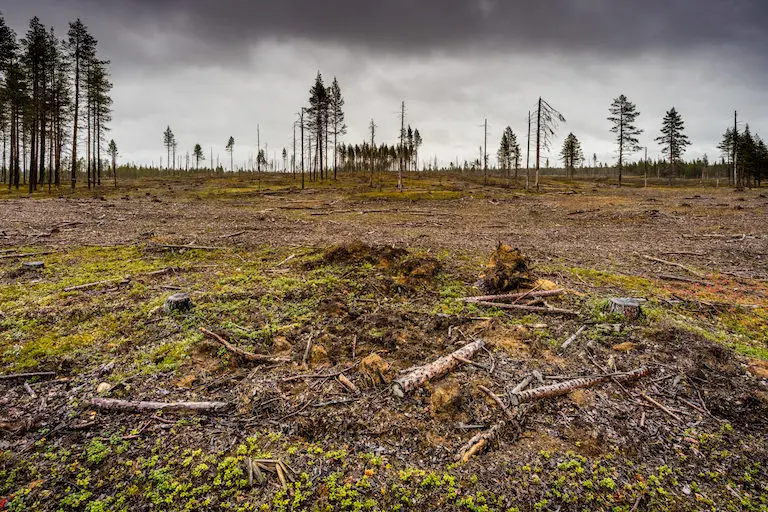 Logging operation in Sweden. Image courtesy of Marcus Westberg.