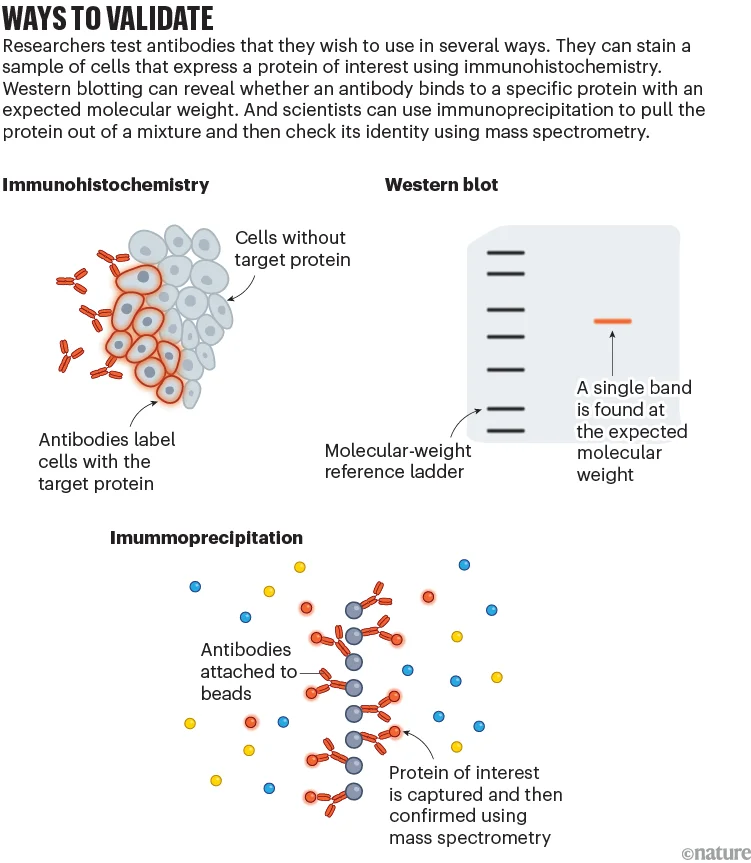 Ways to validate: graphic that shows three ways to test antibodies to ensure their efficacy.