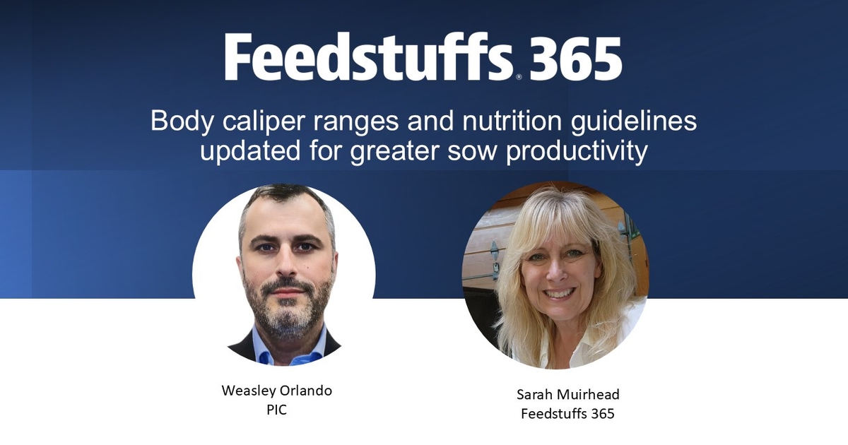 Body caliper ranges and nutrition guidelines updated for greater sow productivity