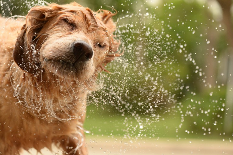 Why do wet dogs shake themselves dry? Neuroscience has an answer