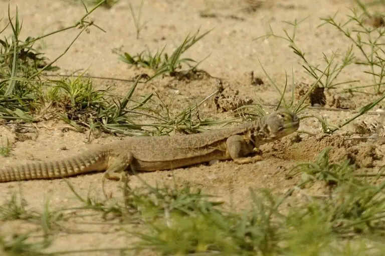 Indian spiny tailed lizard.