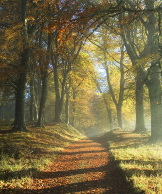 The science behind how Nature can heal us, and how it’s easier than you think, with Professor Miles Richardson