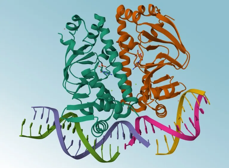 Protein structure of the 7PZA Clr-cAMP-DNA complex.