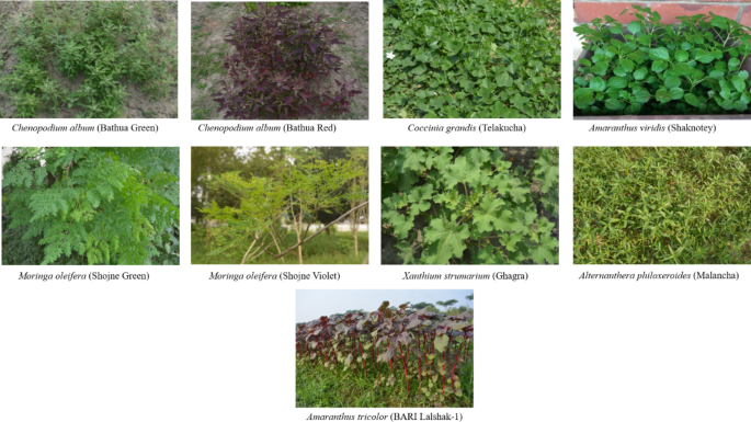 Nutritional composition, bioactive compounds and antioxidant potentiality of some indigenous vegetables consumed in Bangladesh