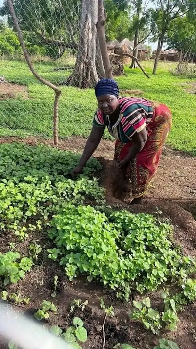 Christiana, a mother in Ghana, works in her keyhole garden.