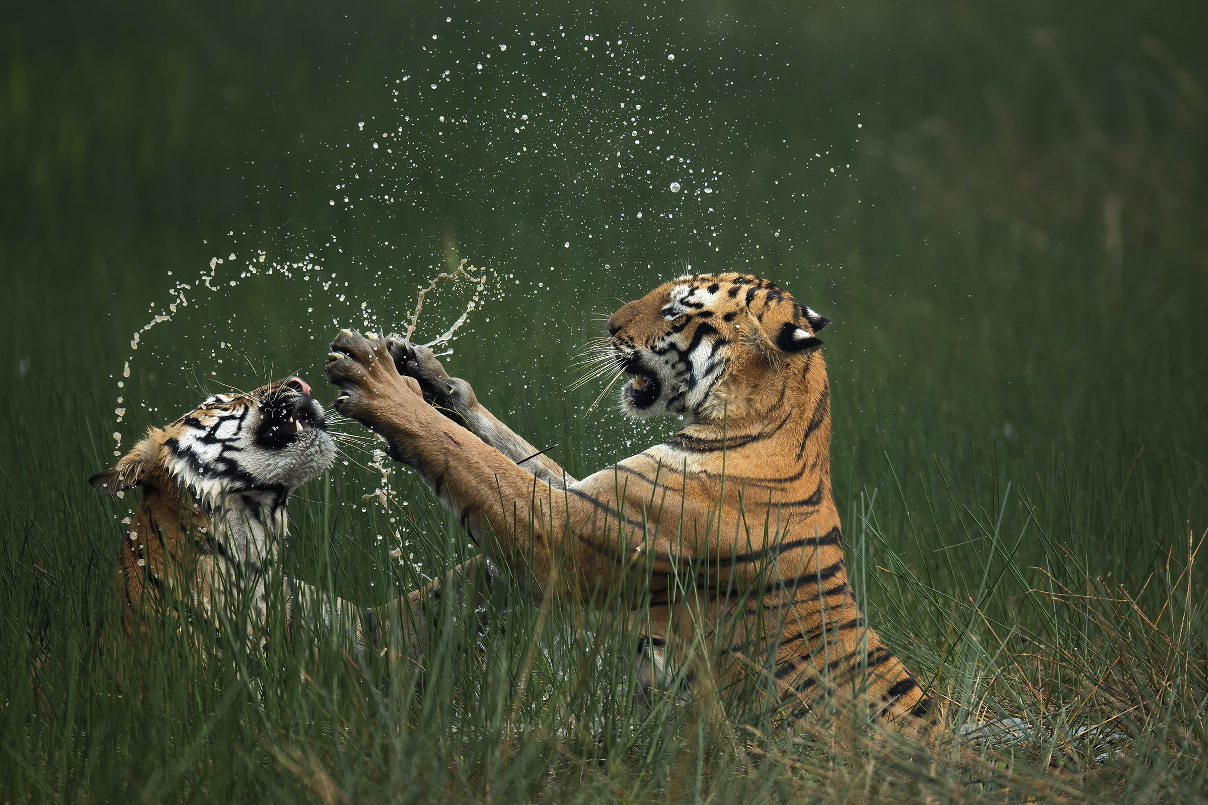 14 dramatic moments from the 2024 Nature’s Best Photo Awards