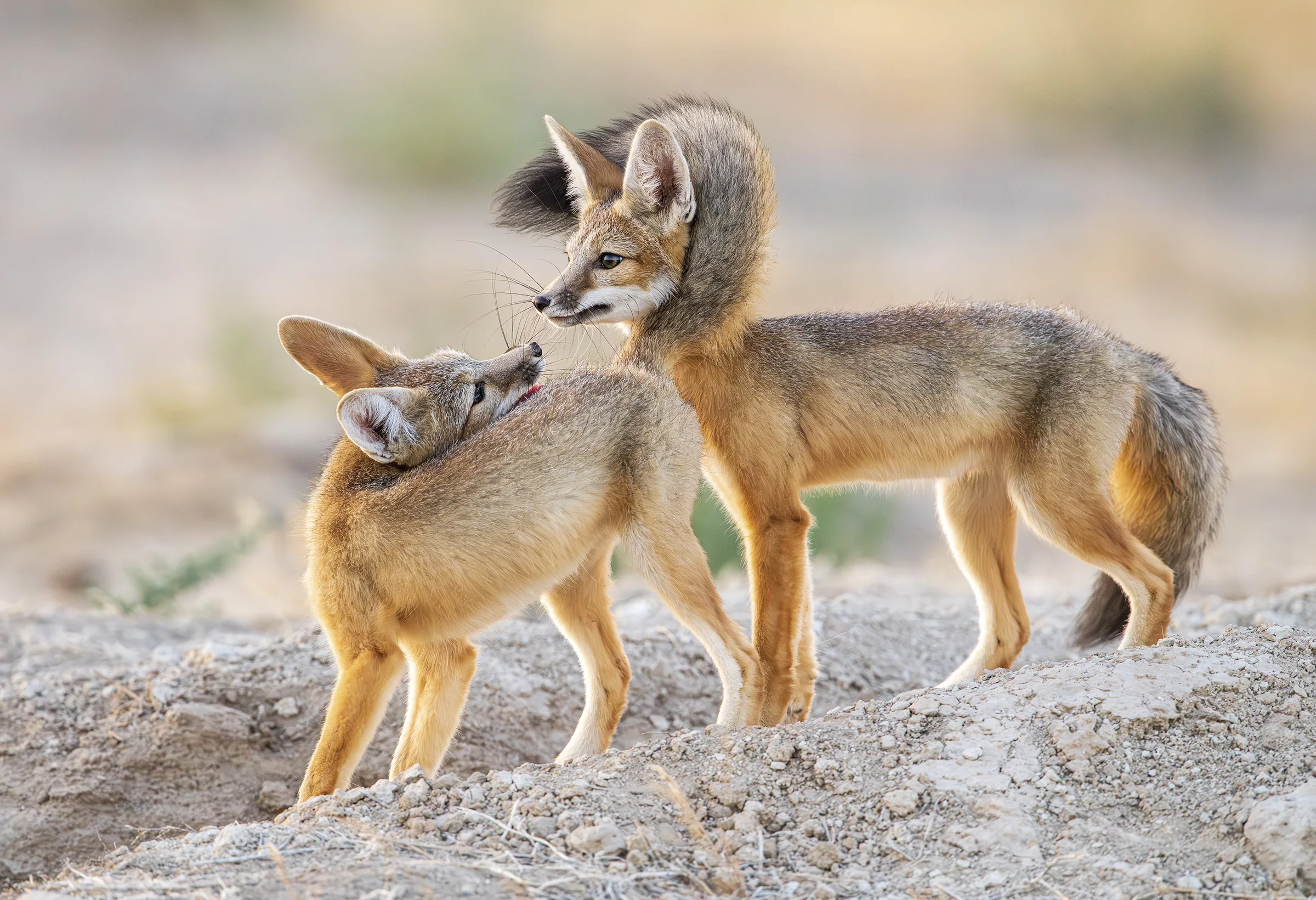 a small fox wraps its tail around another fox's face