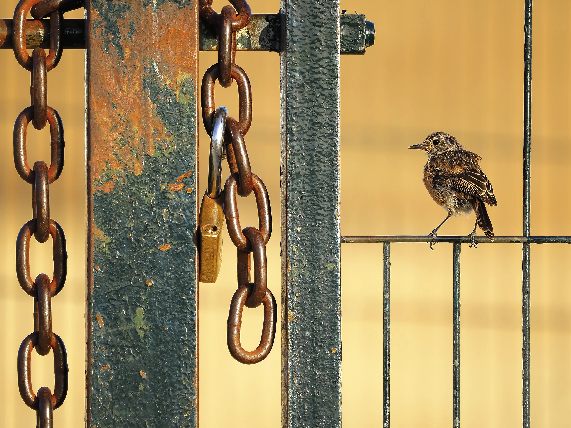 a bird on a fence next to a chain and lock