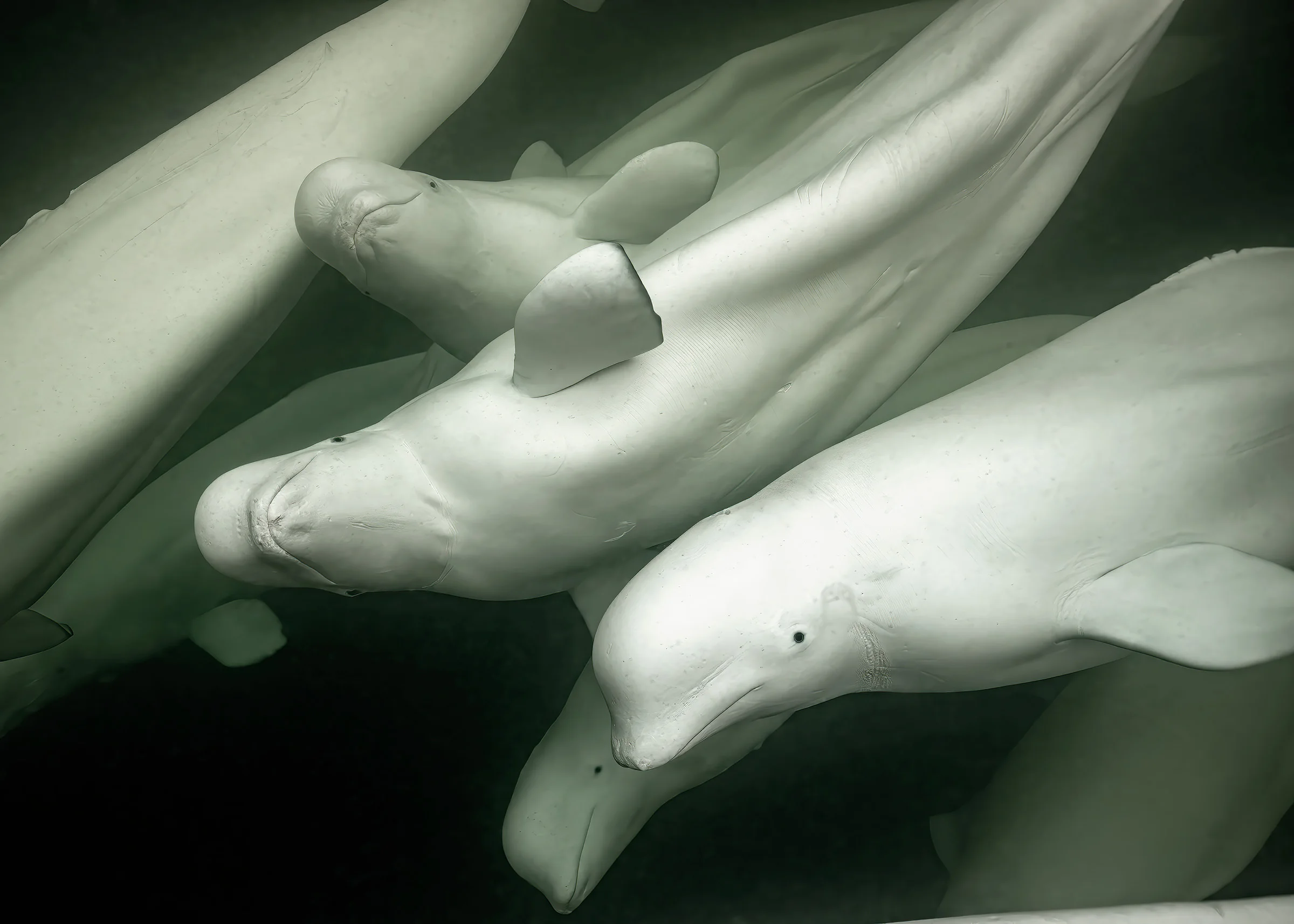 seven belugas swim 