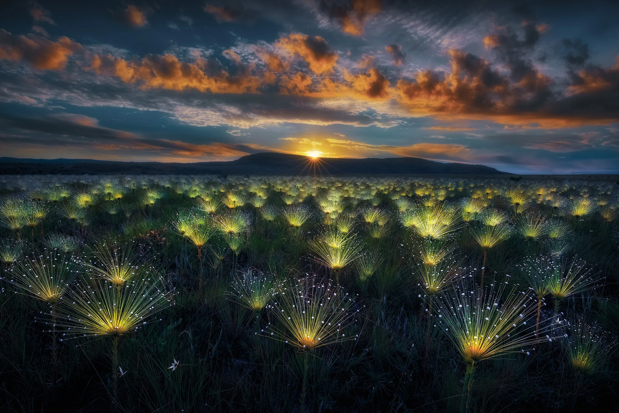 plants that look like fireworks in front of a sun behind a hill