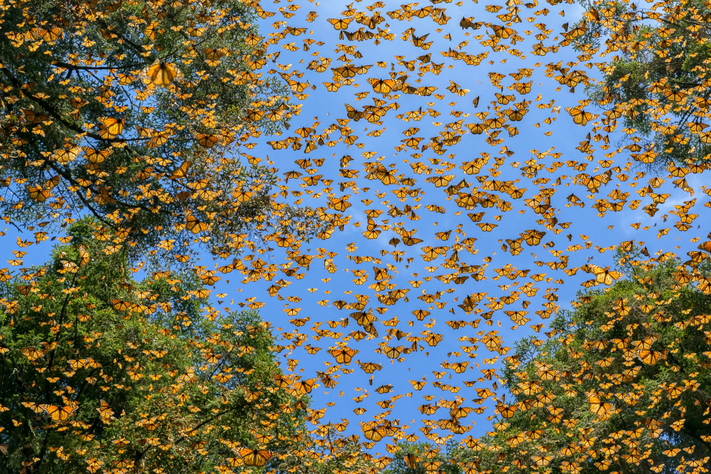 a swarm of butterflies against a blue sky