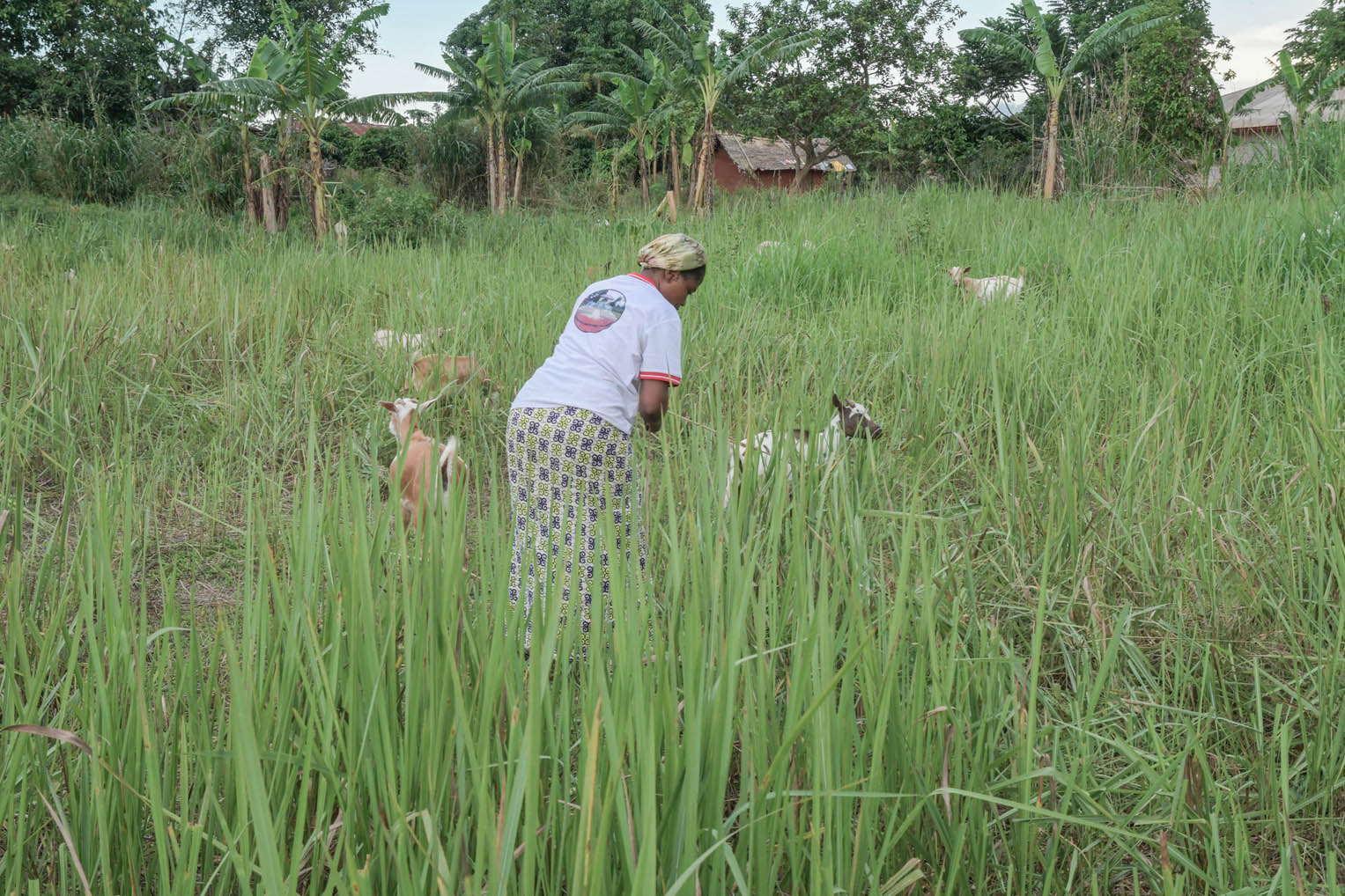 Dairy Goats Improve Nutrition for Families