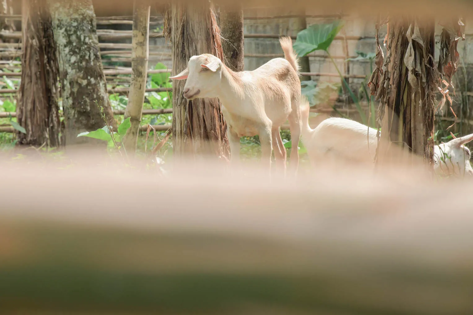 Many of the families are provided goats to bring home to their villages to add to their diets.