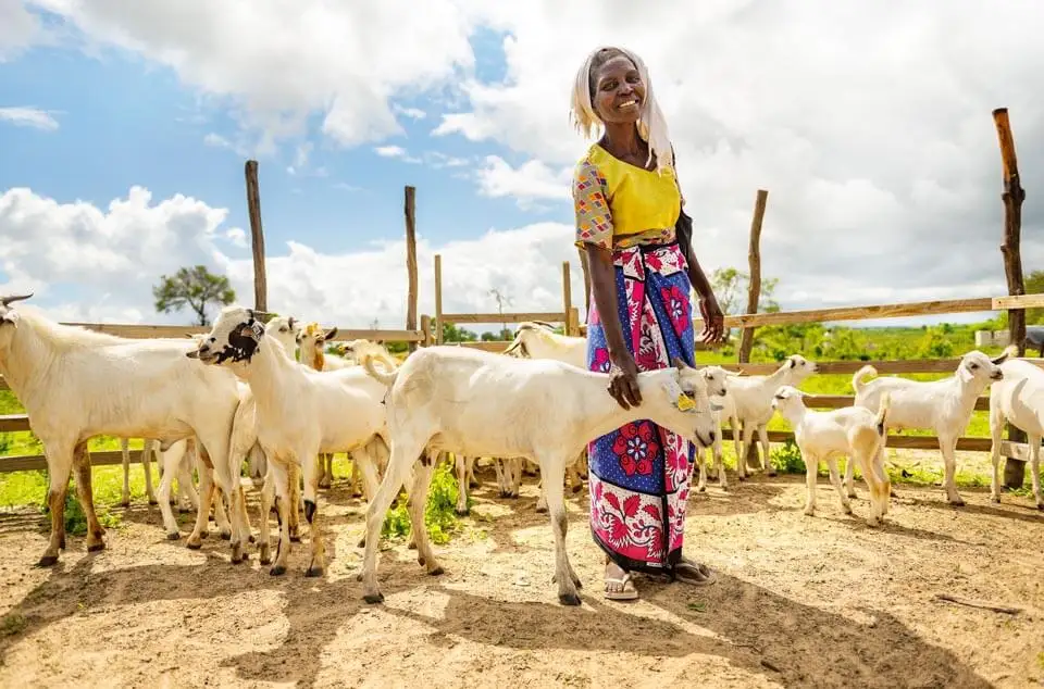 MADELINE LIVES in an impoverished village in the Democratic Republic of the Congo. She struggled to provide for her children until she received goats from Samaritan’s Purse and training on how to care for them. These animals have now become a tangible source of blessing, as her original three goats have multiplied and have increased the family’s income. They provide a steady source of protein-rich milk, and the growing herd provides a salable resource at the local market. 