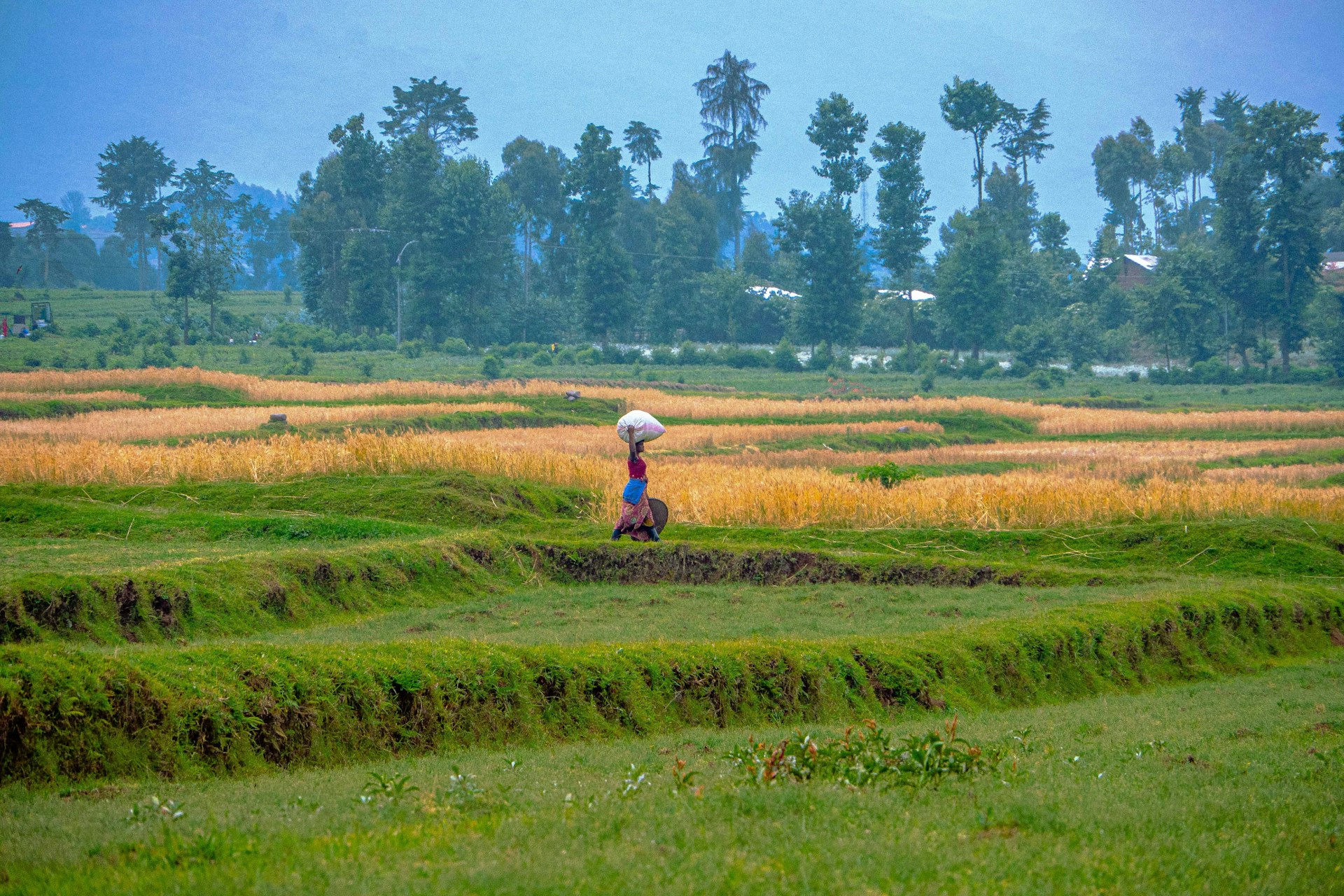 Rwanda fortified whole grains enhance nutrition security in schools