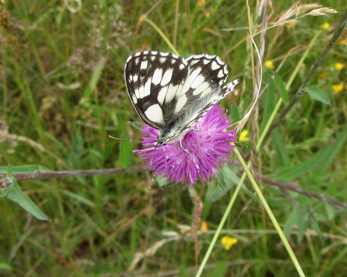 Penny Hill Conservation Management