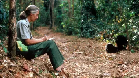 Getty Images Dr Jane Goodall studies the behavior of a chimpanzee