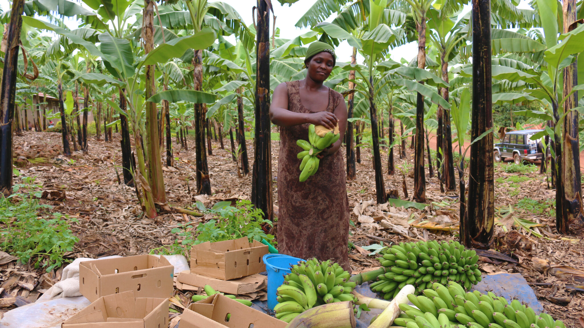 Africa Food Systems Forum Summit 2024: Advancing gender equality and nutrition for sustainable agriculture