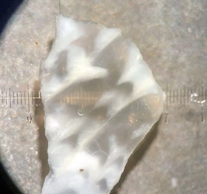 A white shell with wavy transluscent patches is shown under a microscope's lens