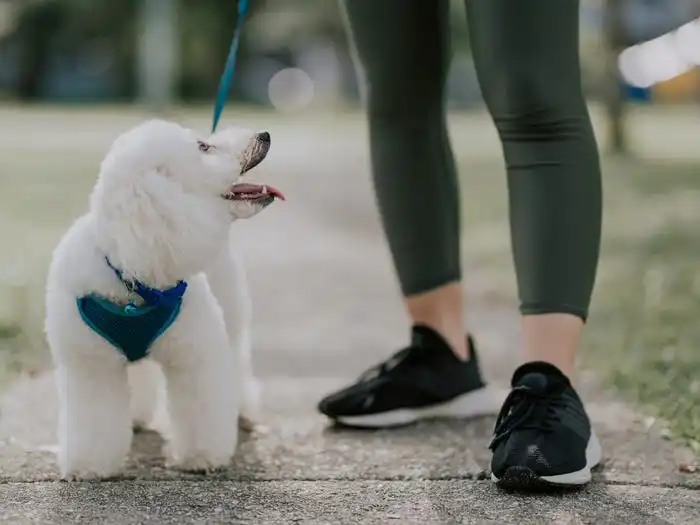 A white dog looking up at its owner's legs