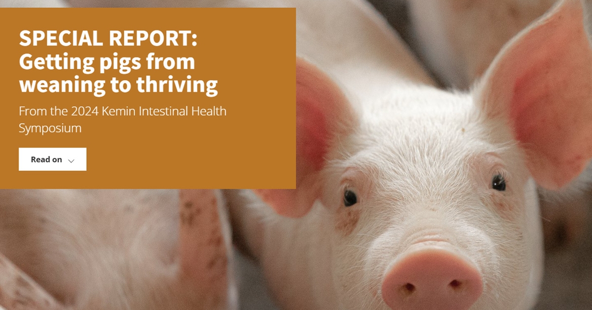 Getting pigs from weaning to thriving