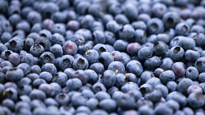 Blueberries are often called a ‘superfood.’ Here’s why.