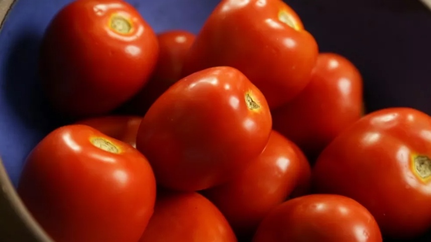 RS: cultura do tomate avança com qualidade elevada