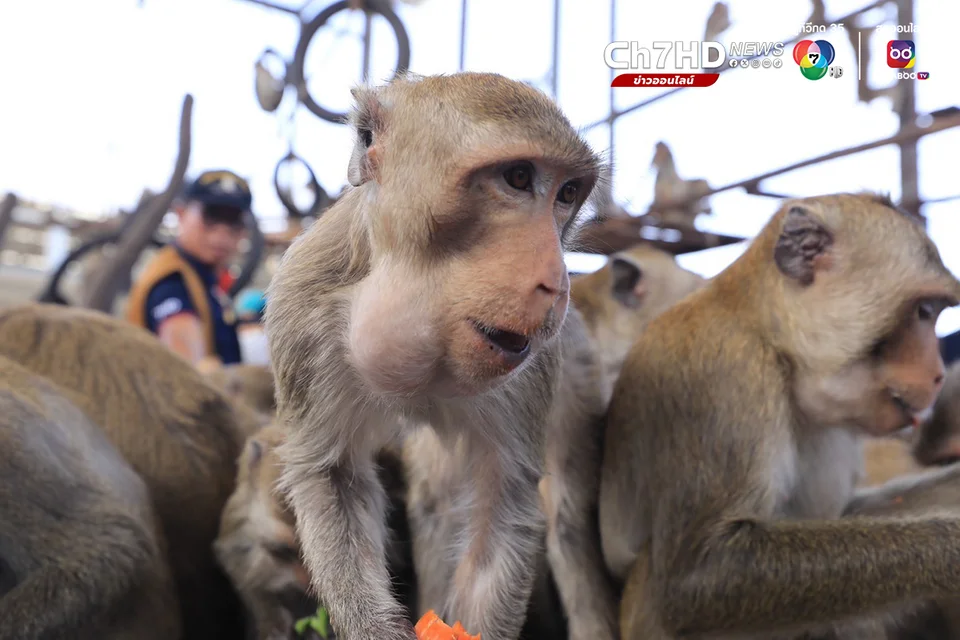 โต๊ะจีนลิงลพบุรี