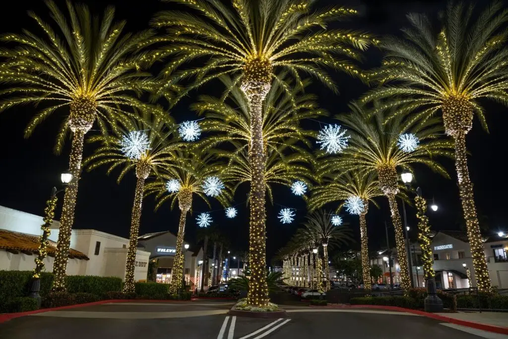 palm trees with lights