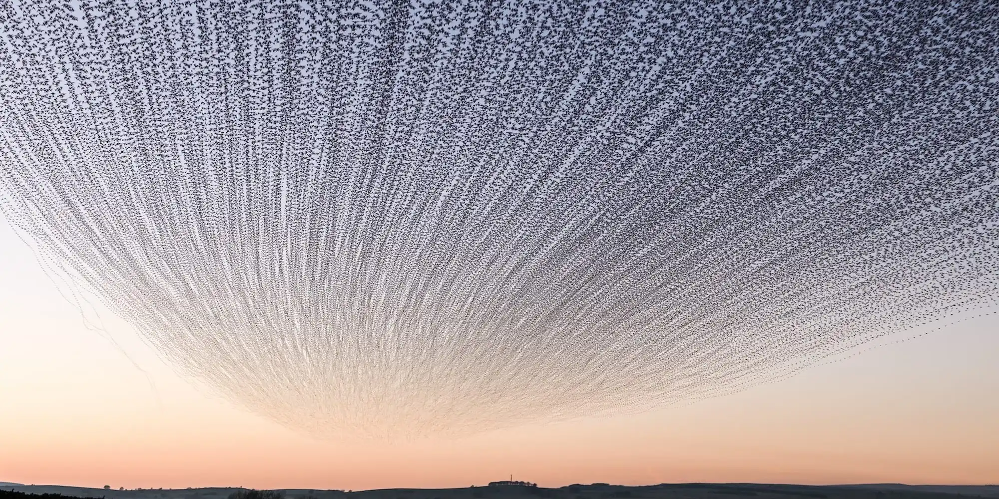 a sunset timelapse photo of a landscape with a dramatic murmuration of starlings