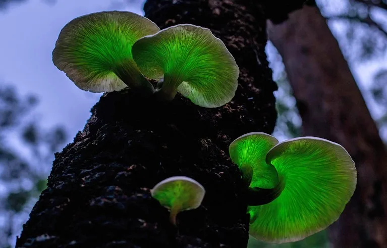 The Ghost Mushroom (Omphalotus nidiformis) is a bioluminescent fungus that emits a soft green glow at night.