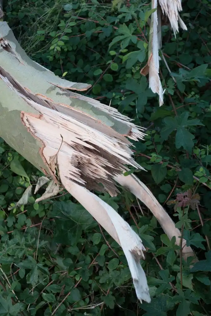 an artistic photo of a broken tree trunk against a leafy background