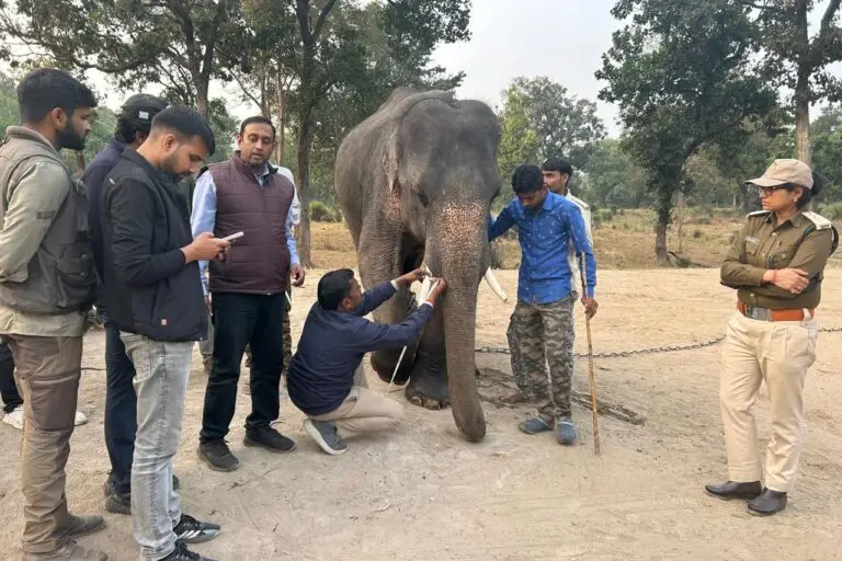 Captive elephants at Bandhavgarh Tiger Reserve assist the Forest Department in patrolling. Image by P. K. Verma