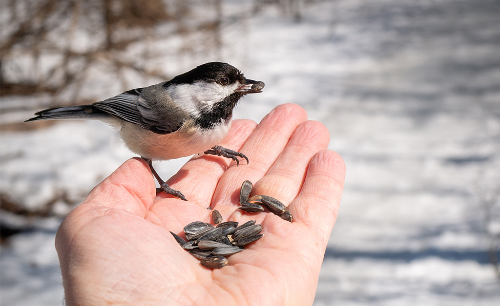 Giving Back to the Environment with the RRCA this Holiday Season