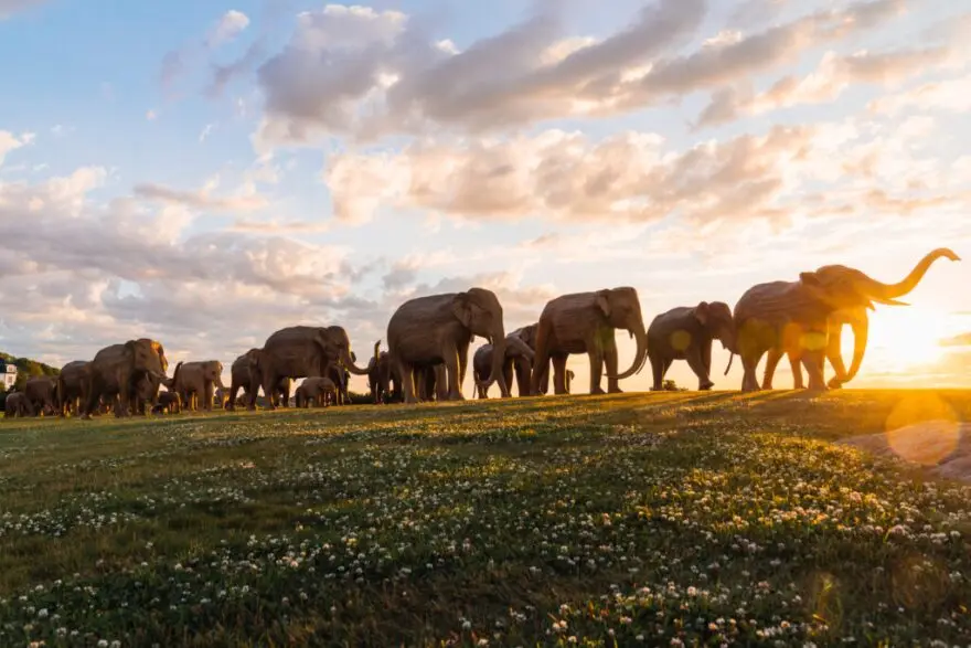 Before arriving in Miami, The Great Elephant Migration visited Newport, Rhode Island, and New York City as part of its U.S. journey.