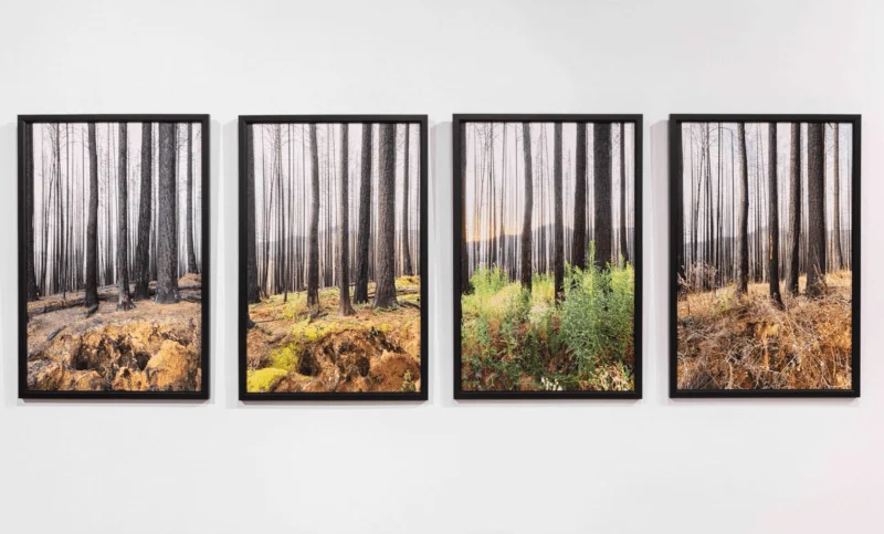 Image of four pictures of a forest at different times and health