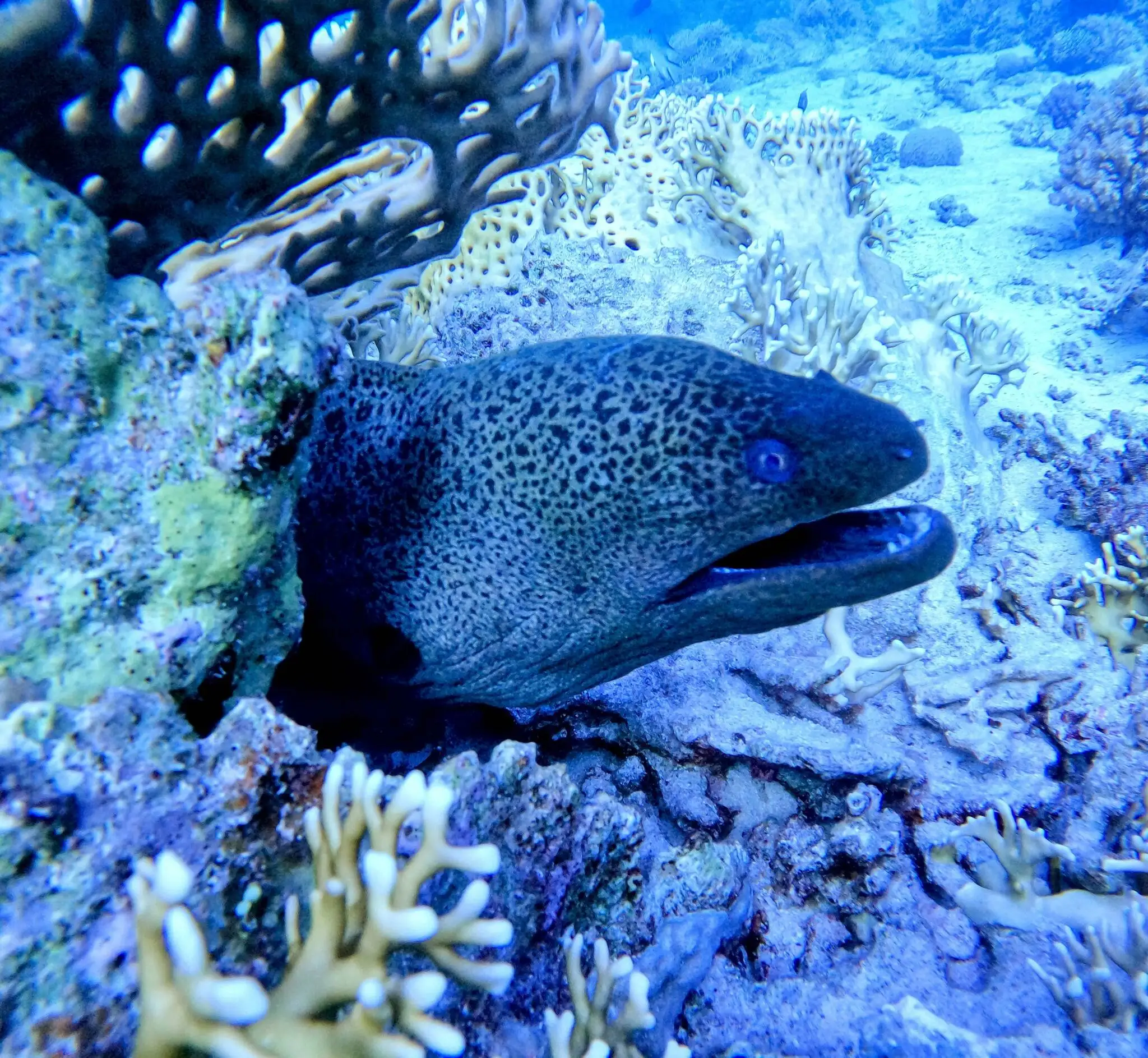 Spotted Moray Eel, Galapagos, a photograph by Suzanne Tierney, is part of an exhibition at Vashon Library. (Courtesy photo)