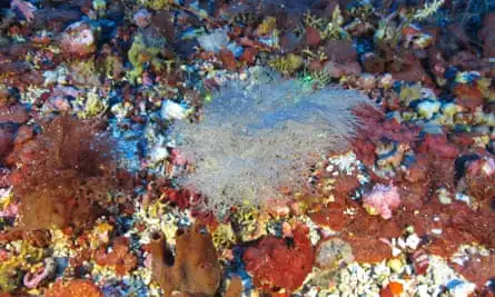 A mixture of brightly coloured corals and deliate sponges.