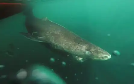 A large grey shark in murky greenish water.